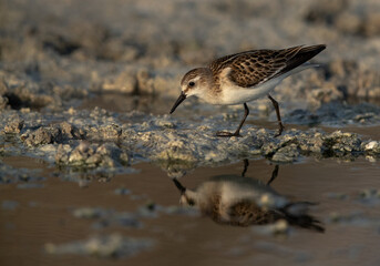 Little Stints at Asker marsh with reflection on water, Bahrain