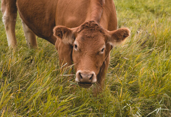 a brown cow grazing in a green meadow
