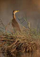 Squacco Heron at Asker marsh, Bahrain