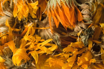 A scattering of dried flowers of medicinal calendula close up