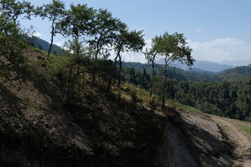 Fototapeta na wymiar Trees, shrubs and Tien Shan firs grow on the slopes in a mountainous area near Almaty.