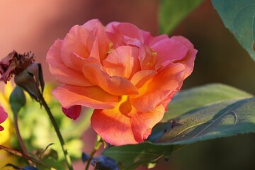 blüte der rose in orange