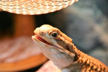 A rankin's dragon, also called lawson's dragon, is basking under heat lamp. His mouth is open, as...