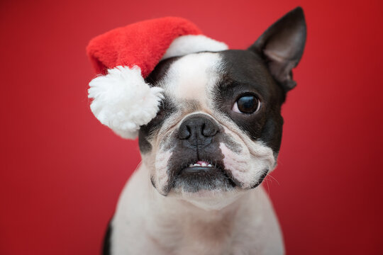 Portrait of a Boston Terrier dog in a new year's red Santa Claus hat on a red background in the Studio.  Creative. The concept of Christmas and holidays.
