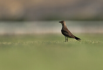 Collard pratincole on green, Bahrain