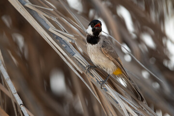 White-cheeked bulbul perched on date palm leaves