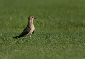 Portrait of a Collard pratincole on green, Bahrain