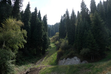 Fototapeta na wymiar Trees, shrubs and Tien Shan firs grow on the slopes in a mountainous area near Almaty.