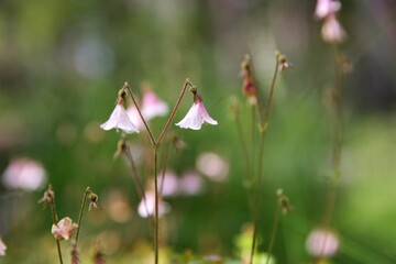 A close up of beautiful, fragile twin flower in the nature. Selective focus. Concepts of sensitivity, femininity and being fragile.