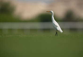 Cattle Egret on green grass