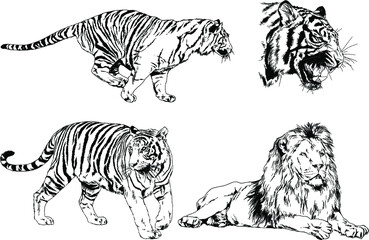 vector drawings sketches different predator , tigers lions cheetahs and leopards are drawn in ink by hand , objects with no background