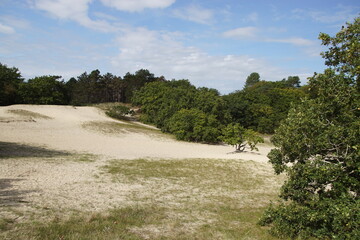 Small oaks in the sand dunes near the village of Bergen. Called: Drie Banken, Russengat. Netherlands, September
