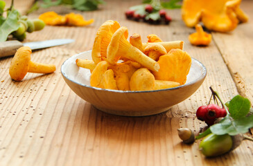 Pfifferlinge Pfifferling Waldpilz Herbst sammeln Waldpilze