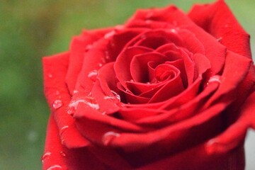 red rose with water drops