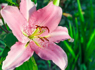 Pink Lily flower on green background