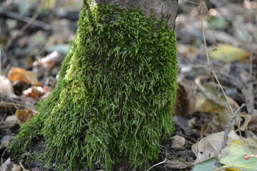 green moss on tree