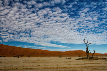 Dead trees with a beautiful cloudy sky in Dead Vlei in Sossusvlei, part of the Namib-Naukluft National Park  - Namibia