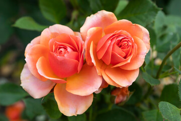 Two lovely orange roses bloomed in the autumn garden..