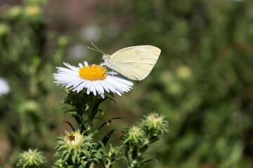 Close-up. A white butterfly sits on a white flower with a yellow center.