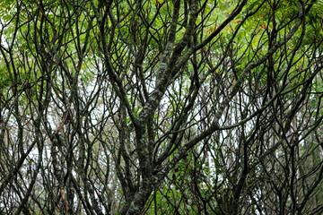 Obraz premium Tangled trees