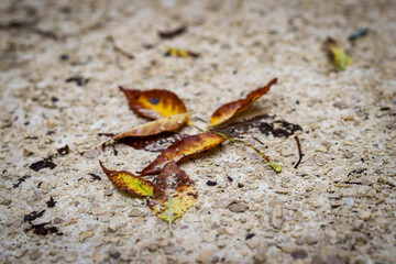 First fallen leaves