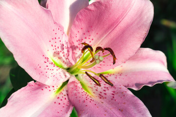 Pink flower Lily Josephine close up