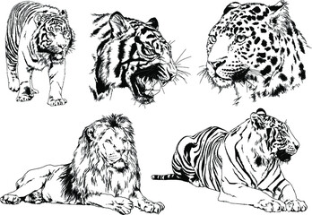 vector drawings sketches different predator , tigers lions cheetahs and leopards are drawn in ink by hand , objects with no background