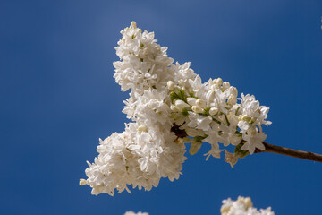 Bl&uuml;ten Wei&szlig;er Flieder