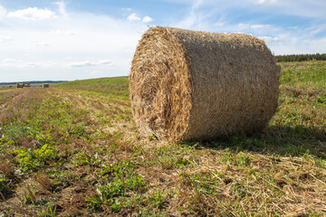Roll of mown and dried grass on the field on a sunny day.