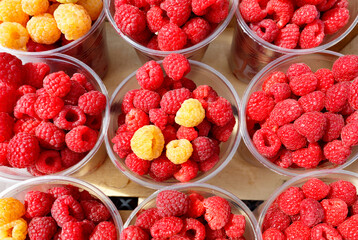 Red and yellow raspberries are collected in plastic cups.
