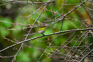 Oriental White Eye perched in green background