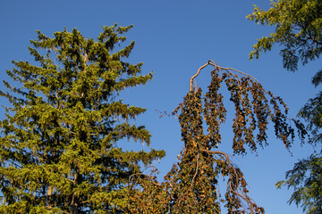 Spruce Tree and Weeping Copper Beech