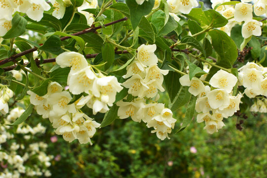Jasmine blooms in the garden
