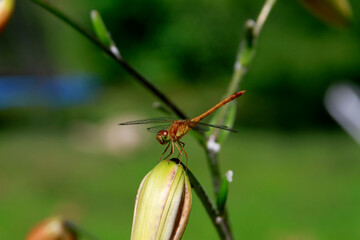 dragonfly on tiger lily
