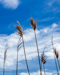 Tall grasses silhouetted against a blue sky with clouds