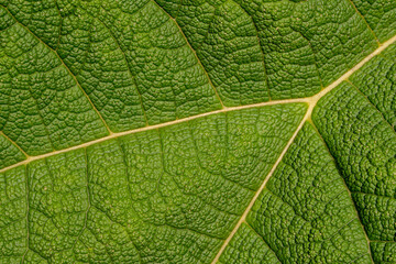 close up of green leaf, macro image 