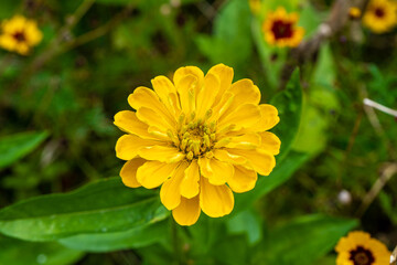 yellow flower in the garden