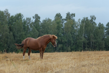 Lonely red horse stands in a field in autumn