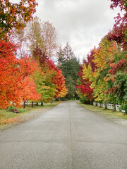 Naklejka premium autumn in the park