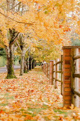 autumn trees in the park