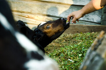  a man feeds a cow. Agriculture. livestock. feeding cattle. farming.