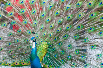 Naklejka premium Opened tail of peacock as colorful beautiful background
