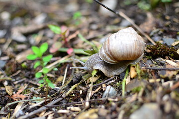 snail on a tree
