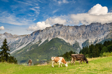 Fototapeta na wymiar mucche al pascolo 01 - sulle cime delle Alpi, in Valtellina