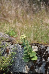 large Sedum plant