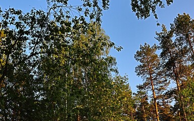 Obraz premium tree in the sky