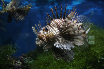 Lionfish (dendrochirus zebra), fish in an aquarium