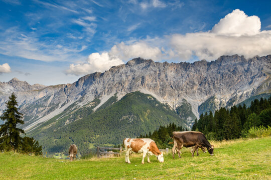 mucche al pascolo 01 -  sulle cime delle Alpi, in Valtellina