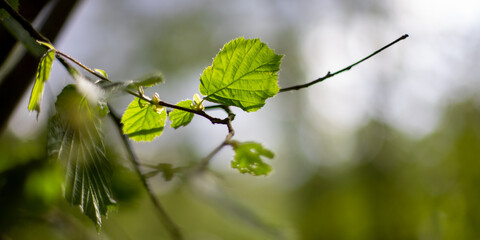 Close-up of backlight leaves on an awakening hazelnut tree in spring with soft colors and blurry background