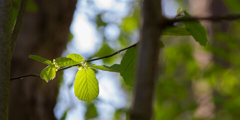 Close-up of backlight leaves on an awakening hazelnut tree in spring with soft colors and blurry background